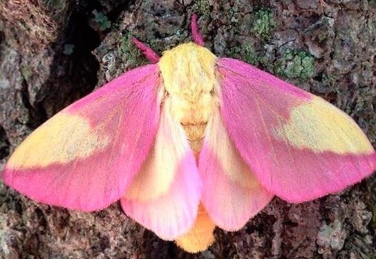【玫瑰楓葉蛾】草莓粉「飛蛾界女王」超驚艷!甜美夢幻翅膀俘虜少女心