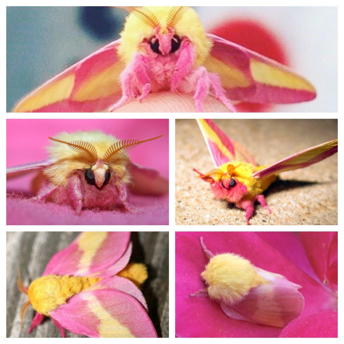 【玫瑰楓葉蛾】Rosy Maple Moth