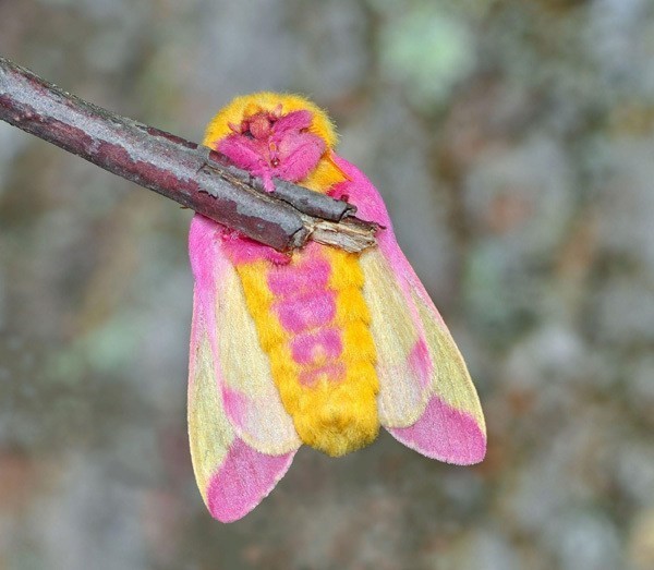 【玫瑰楓葉蛾】Rosy Maple Moth
