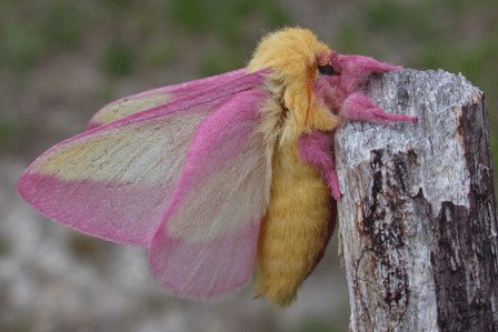 【玫瑰楓葉蛾】Rosy Maple Moth