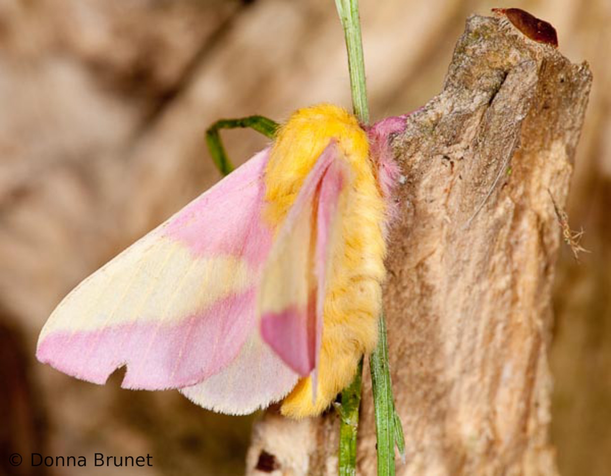 【玫瑰楓葉蛾】Rosy Maple Moth