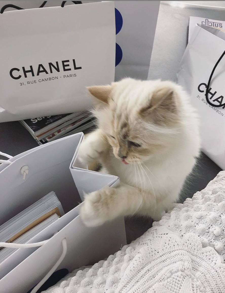 老佛爺愛貓豪開生日Party,五星級酒店房放滿Chanel!