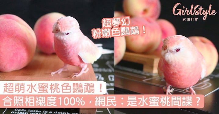 粉紅水蜜桃色鸚鵡！同蜜桃合照相襯度100%，網民：是水蜜桃間諜嗎？
