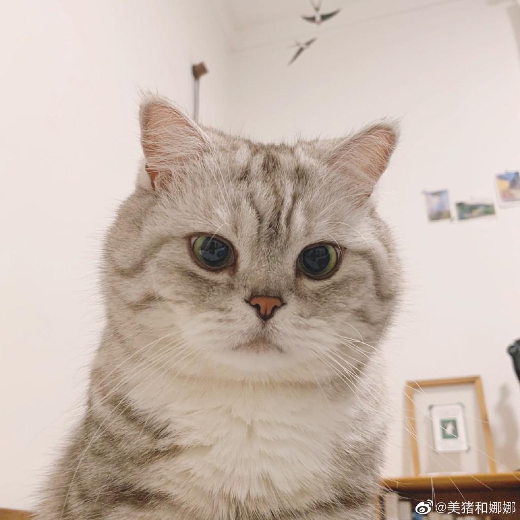 英國短毛貓女「猛猪猪和臭娜娜」網絡爆紅!超趣怪表情可以當Sticker