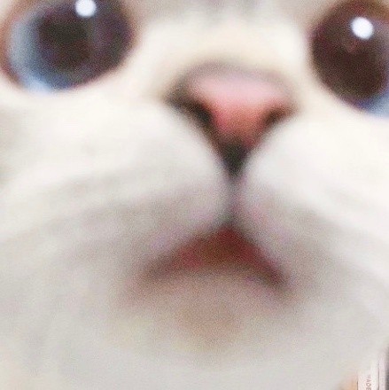 英國短毛貓女「猛猪猪和臭娜娜」網絡爆紅!超趣怪表情可以當Sticker