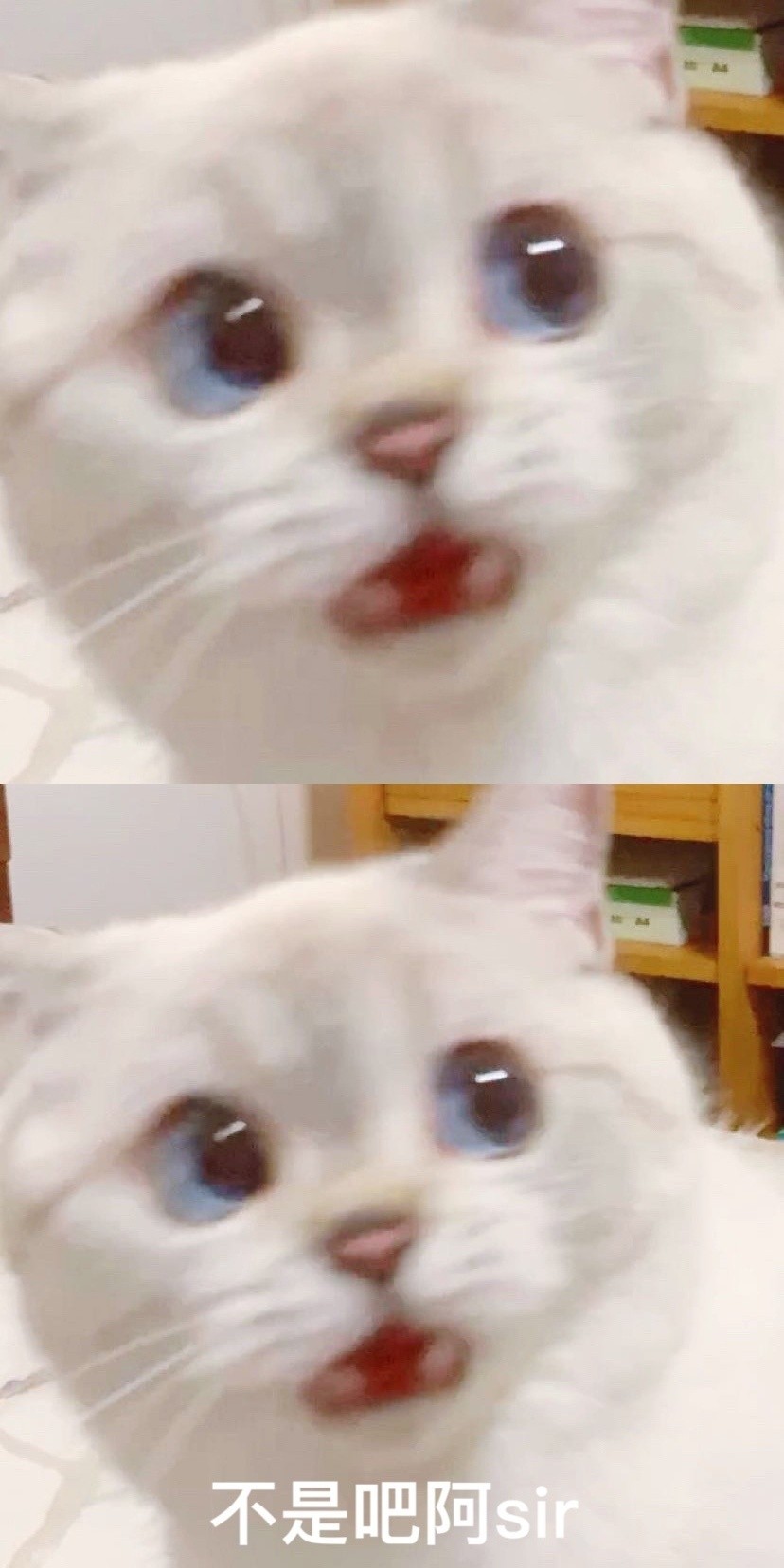 英國短毛貓女「猛猪猪和臭娜娜」網絡爆紅!超趣怪表情可以當Sticker