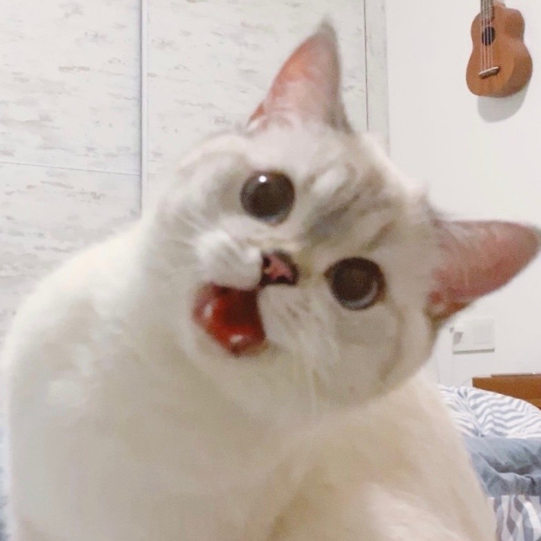 英國短毛貓女「猛猪猪和臭娜娜」網絡爆紅!超趣怪表情可以當Sticker