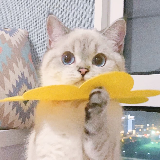 英國短毛貓女「猛猪猪和臭娜娜」網絡爆紅!超趣怪表情可以當Sticker