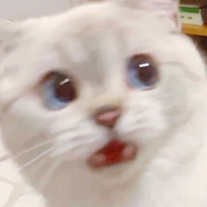 英國短毛貓女「猛猪猪和臭娜娜」網絡爆紅!超趣怪表情可以當Sticker