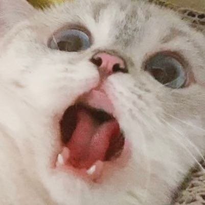 英國短毛貓女「猛猪猪和臭娜娜」網絡爆紅!超趣怪表情可以當Sticker