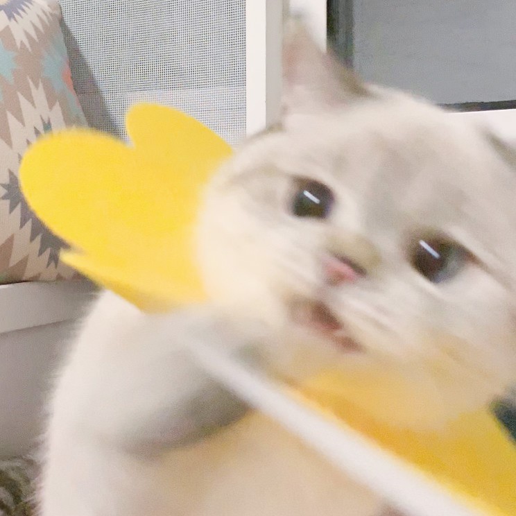 英國短毛貓女「猛猪猪和臭娜娜」網絡爆紅!超趣怪表情可以當Sticker