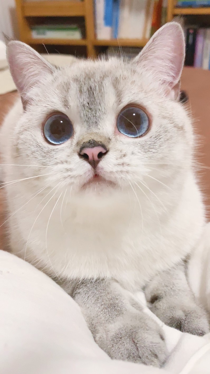 英國短毛貓女「猛猪猪和臭娜娜」網絡爆紅!超趣怪表情可以當Sticker