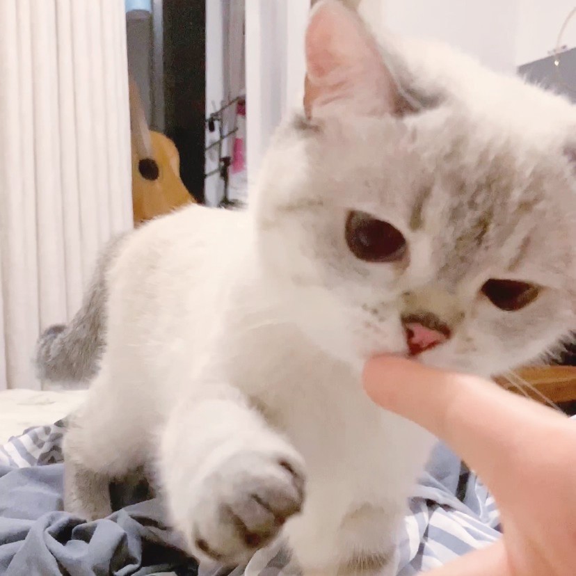 英國短毛貓女「猛猪猪和臭娜娜」網絡爆紅!超趣怪表情可以當Sticker