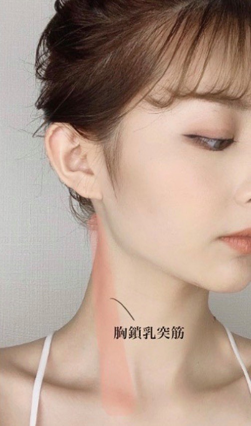 胸鎖乳突肌其實是在頸部中間兩側,又鎖骨開始到頸部的肌肉。只要學習如何訓練這塊經常被忽略的肌肉,再配合訓練背肌,就可以練成俐落瘦削的臉型,很多日本女生都在練喔!
