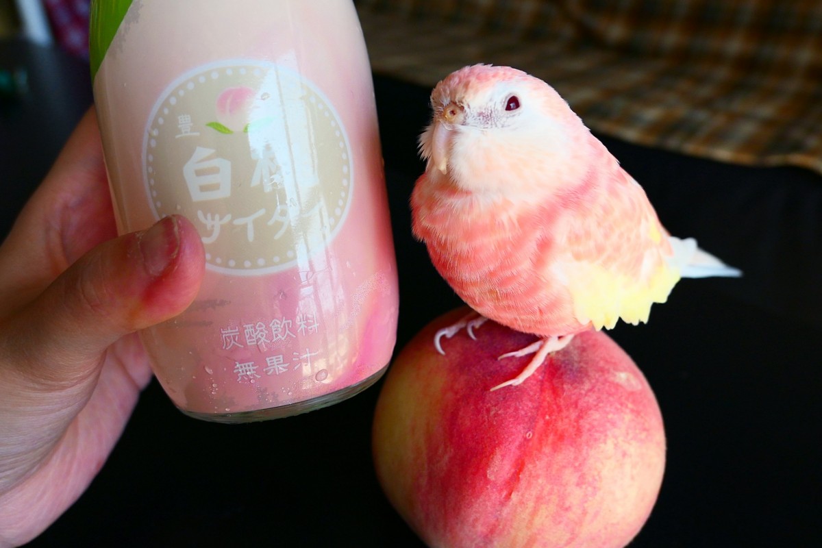 粉紅水蜜桃色鸚鵡「屁桃」/伯克氏鸚鵡/秋草鸚鵡