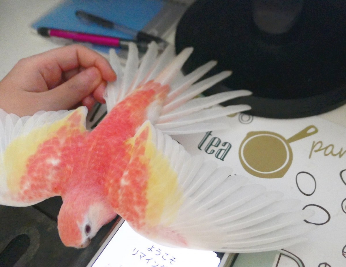 粉紅水蜜桃色鸚鵡「屁桃」/伯克氏鸚鵡/秋草鸚鵡