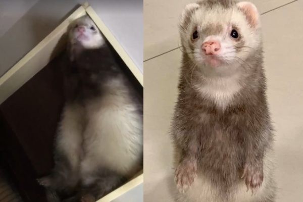 貂鼠其實早在外國和台灣也很多人飼養了~牠是鼬鼠科動物,身體長長的,像長版的倉鼠~貂鼠樣子十分可愛,性格潑開朗,很喜歡爬一些管道。