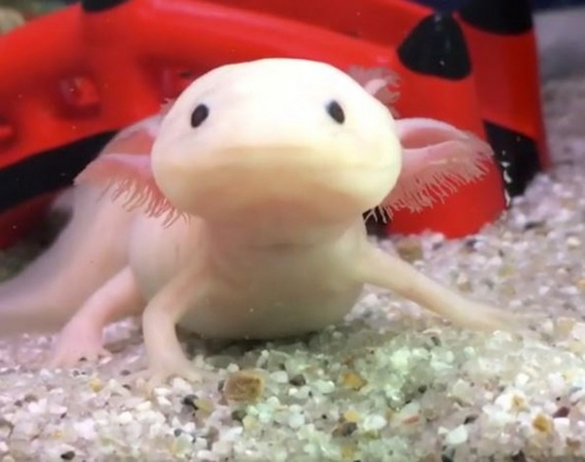 其實這種生物令人驚訝的是它可以再生器官和四肢。例如一隻爪子被咬掉了,它會在一段時間後完全恢復。即使是突出的鰓,如果受損,也可以再生。