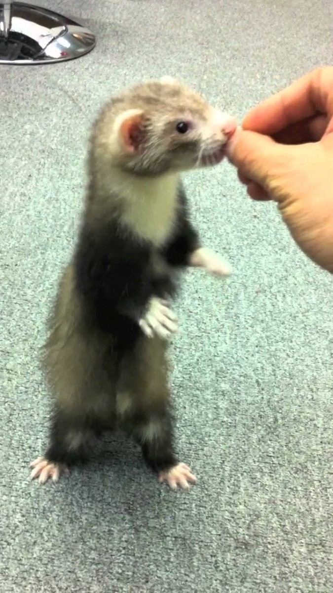 貂鼠其實早在外國和台灣也很多人飼養了~牠是鼬鼠科動物,身體長長的,像長版的倉鼠~貂鼠樣子十分可愛,性格潑開朗,很喜歡爬一些管道。