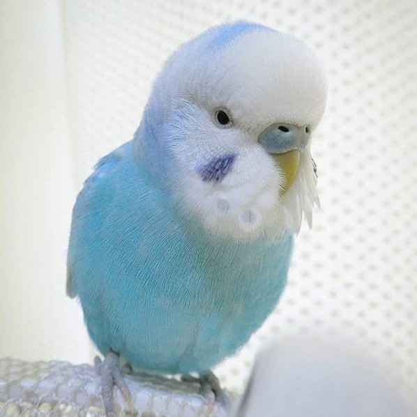 配上淡黃色的小嘴,彷如「天使之鳥」下凡的感覺