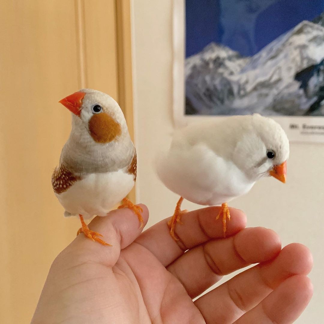 錦華鳥/珍珠鳥自帶胭脂!日本主人 IG@mt_erk 分享可愛珍珠雀照片