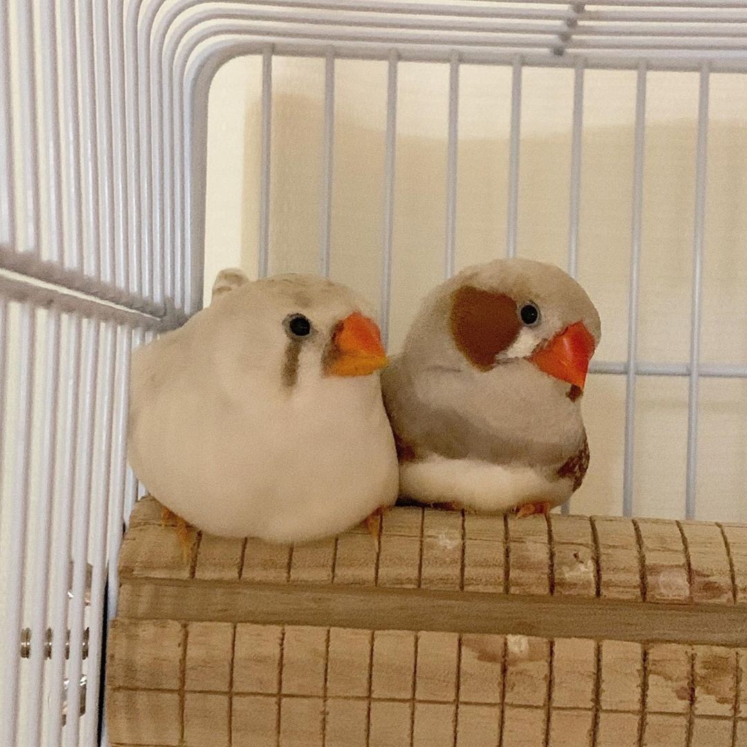 自帶胭脂的 錦華鳥 圓圓棕紅腮紅ｘ麻糬般嬌小身軀 又名 珍珠鳥 超可愛 Girlstyle 女生日常