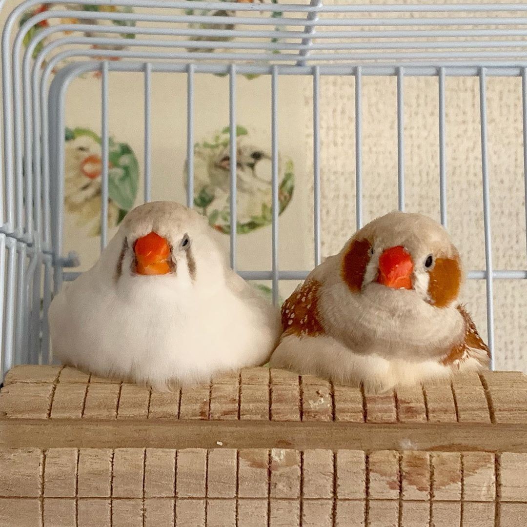 錦華鳥/珍珠鳥自帶胭脂!日本主人 IG@mt_erk 分享可愛珍珠雀照片