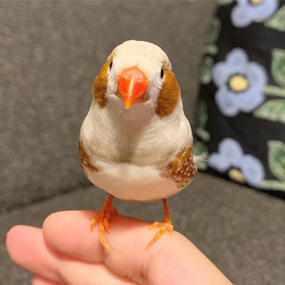 錦華鳥/珍珠鳥自帶胭脂!日本主人 IG@mt_erk 分享可愛珍珠雀照片