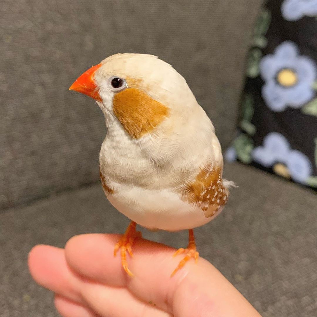 錦華鳥/珍珠鳥自帶胭脂!日本主人 IG@mt_erk 分享可愛珍珠雀照片
