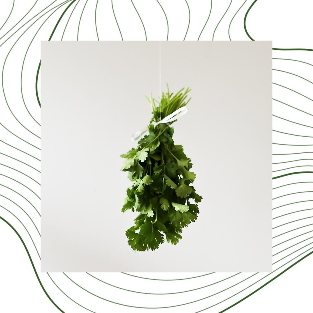 LOEWE, 芫茜香水, LOEWE芫茜香水, 芫茜