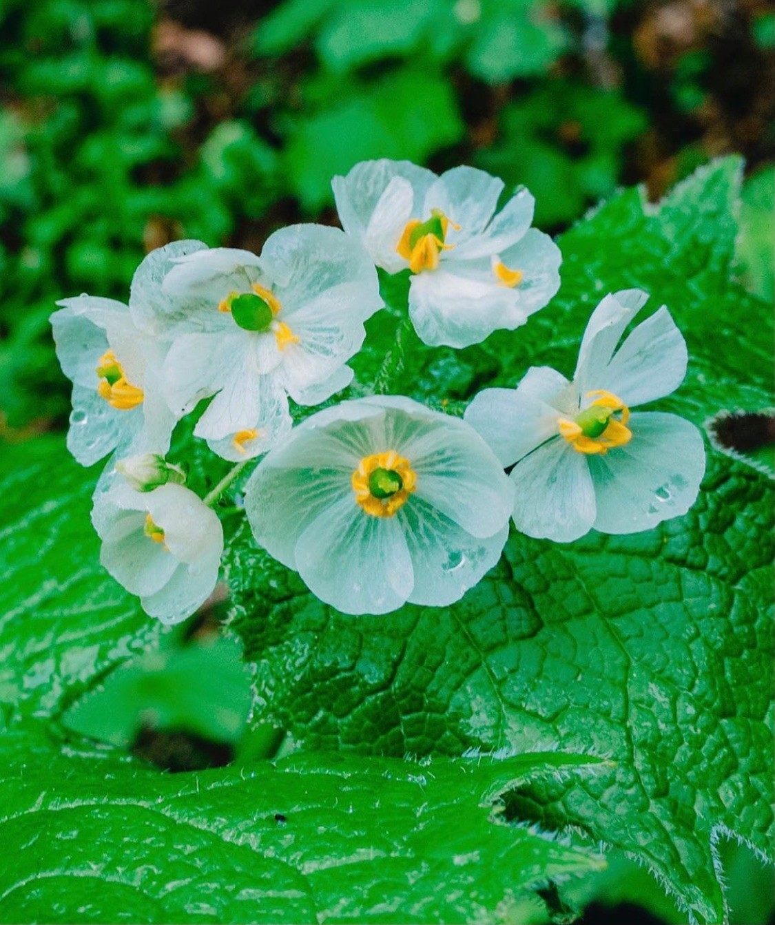 日本超惹人憐愛極罕有 透明小花 每逢下雨才現身 竟然還有超催淚的花語 Girlstyle 女生日常