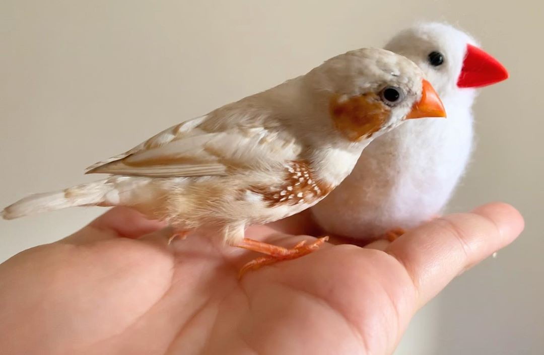 自帶胭脂的 錦華鳥 圓圓棕紅腮紅ｘ麻糬般嬌小身軀 又名 珍珠鳥 超可愛 Girlstyle 女生日常