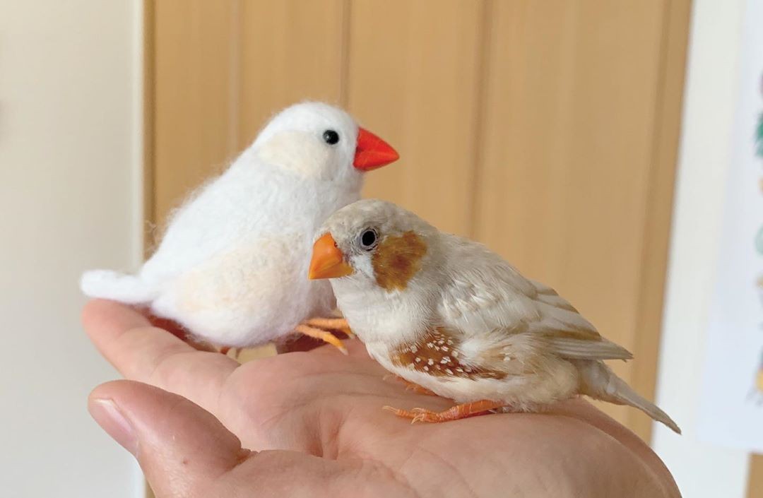 自帶胭脂的 錦華鳥 圓圓棕紅腮紅ｘ麻糬般嬌小身軀 又名 珍珠鳥 超可愛 Girlstyle 女生日常