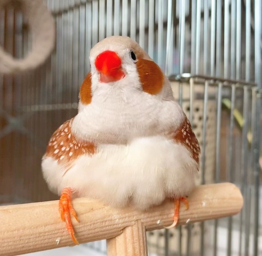 自帶胭脂的 錦華鳥 圓圓棕紅腮紅ｘ麻糬般嬌小身軀 又名 珍珠鳥 超可愛 Girlstyle 女生日常