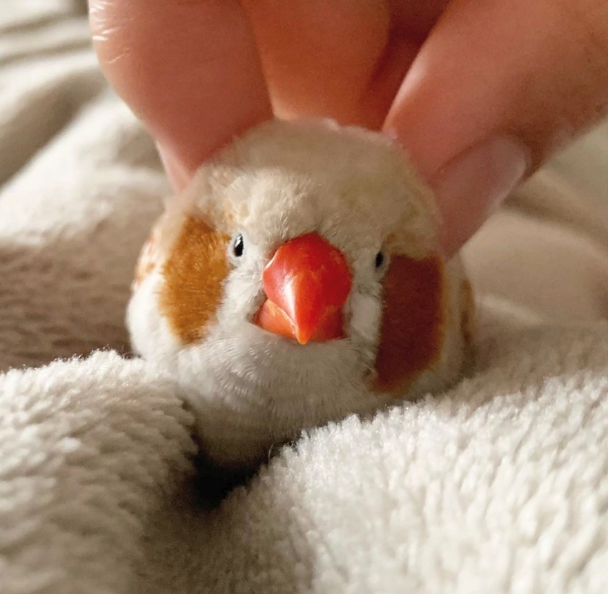 錦華鳥/珍珠鳥自帶胭脂!日本主人 IG@mt_erk 分享可愛珍珠雀照片