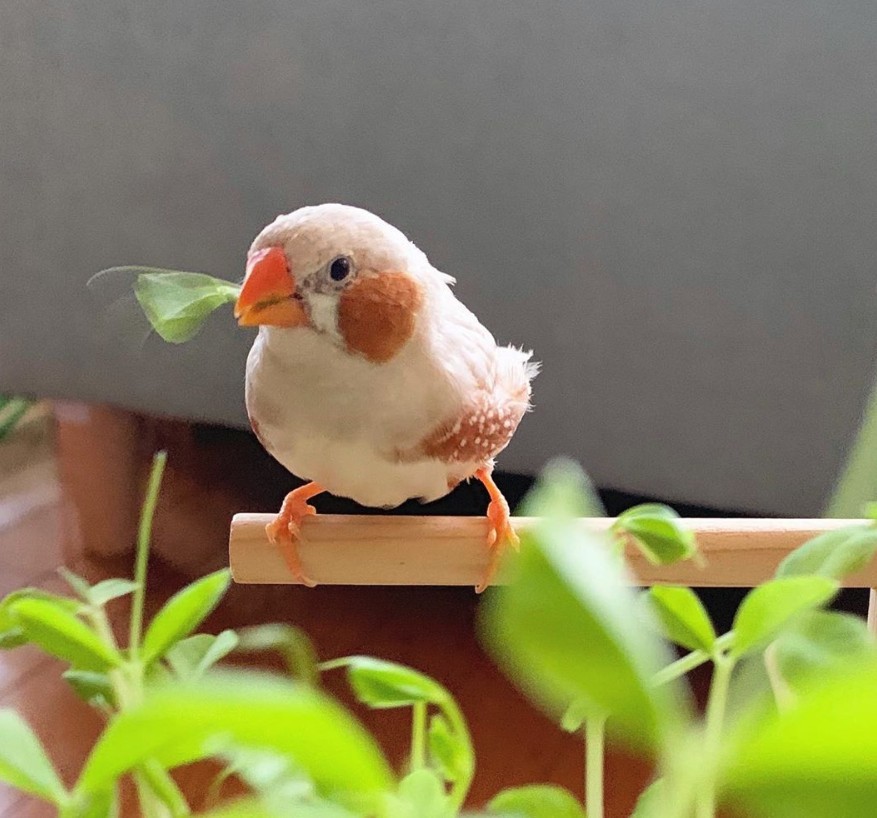 錦華鳥/珍珠鳥自帶胭脂!日本主人 IG@mt_erk 分享可愛珍珠雀照片