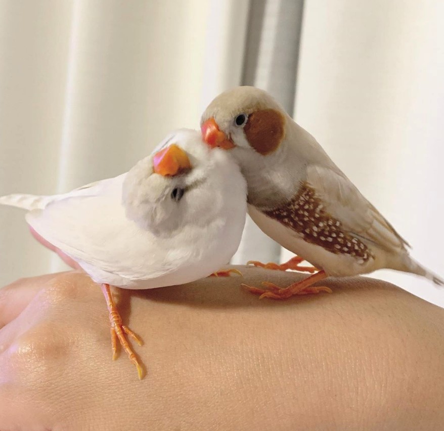 錦華鳥/珍珠鳥自帶胭脂!日本主人 IG@mt_erk 分享可愛珍珠雀照片