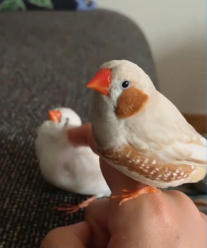 錦華鳥/珍珠鳥自帶胭脂!日本主人 IG@mt_erk 分享可愛珍珠雀照片