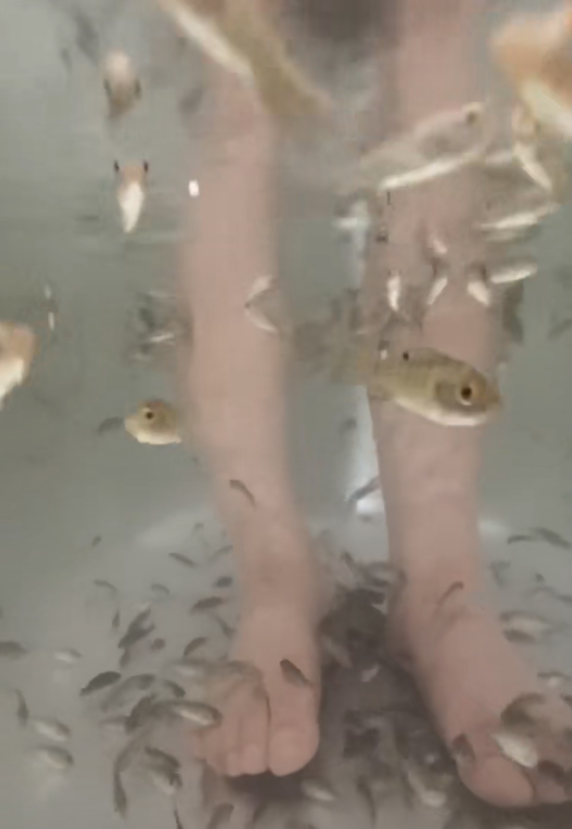 大陸網紅浸浴8他整個身體浸下去,也被網民質疑翻身時會否壓死小魚,而且也擔心拍完影片後小魚的去向。他在影片中交代會在浴缸中繼續飼養牠們,但500條魚的容量也頗大,網民也懷疑他所說的是真是假。