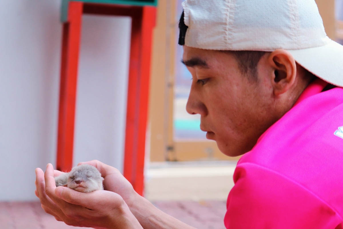 桂浜水族館水獺BB13日本不少網民也因為小編的文字生動有趣而關注他們的專頁,他們除了會在專頁上發佈萌萌的動物照外,還會加上假想的可愛情境對白!