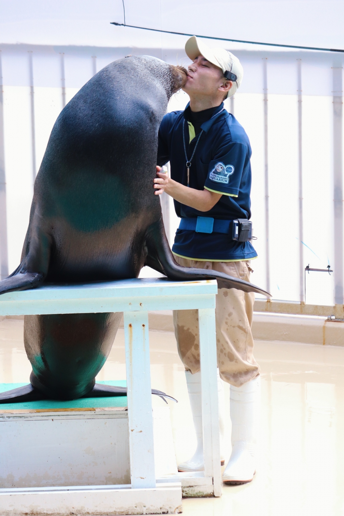 桂浜水族館水獺BB19其他照片中,也能看到飼養員除了顏值高之外,眼神還可以看得出牠們非常溫柔,而且很有愛心~動物一定會得到貼心和悉心的照料,更有網民稱:「很想當館內動物」。