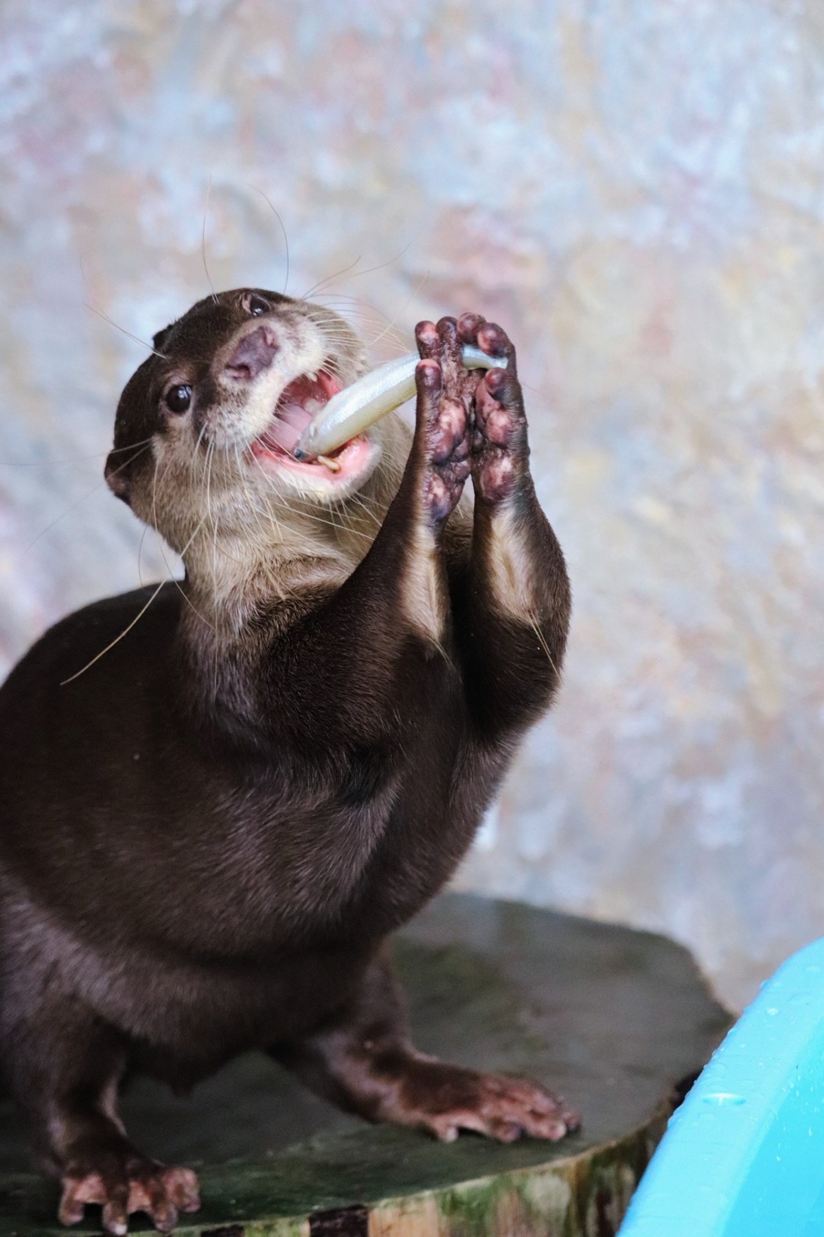 桂浜水族館水獺BB31日本超人氣的桂浜水族館為了在肺炎閉館期間也讓大眾可以關注到館內的小動物們,他們也採取網上營銷的方法,每天也在更新不同動物的成長概況。唯美又可愛的照片也瞬間讓他們在網路上獲得支持。