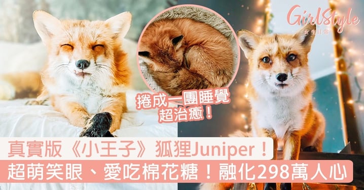 真實版《小王子》狐狸Juniper！超萌笑眼、愛吃棉花糖，融化298萬人心！