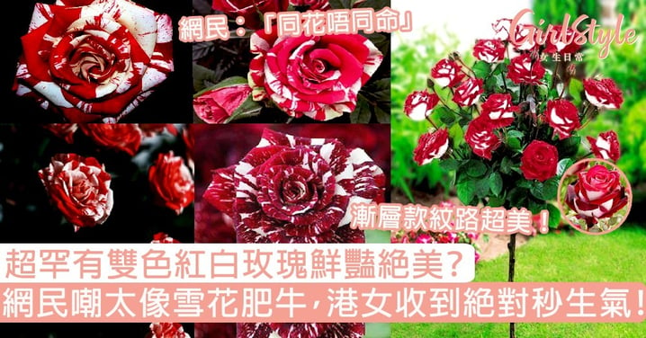 超罕有紅白玫瑰鮮豔絕美？網民嘲太像「雪花肥牛」，香港女生收到絕對秒生氣！
