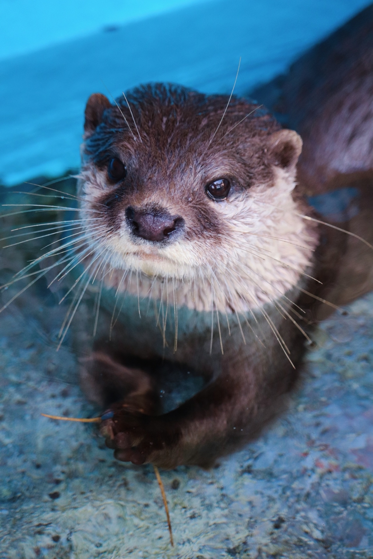 日本超人氣的桂浜水族館為了在肺炎閉館期間也讓大眾可以關注到館內的小動物們,他們也採取網上營銷的方法,每天也在更新不同動物的成長概況。唯美又可愛的照片也瞬間讓他們在網路上獲得支持。