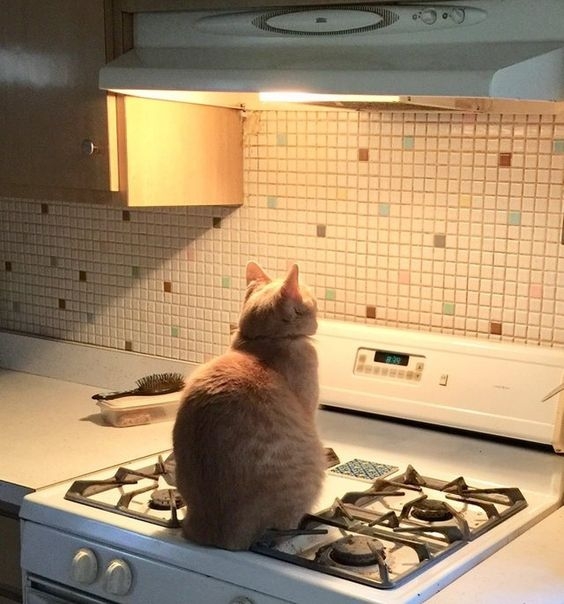 他的200多條影片令人心寒,當中最長的影片更長至82分鐘,片名為《史上生命力最強白貓》,想像不到到底有多少動物正無辜承受一些殘忍虐待跟對生命威脅的懼怕。