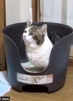 主人就連他在大便時也會拍,但是樣子異常尷尬與猙獰~