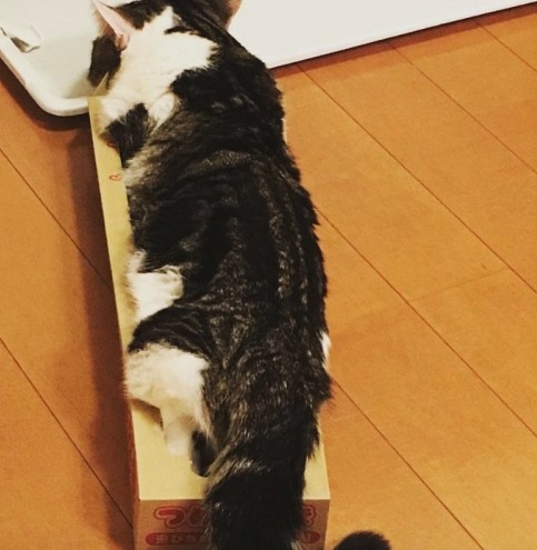 一隻貓咪表情那麼生動,也有可能時主人拍的好~不過他的主人也經常以奇怪的角度拍攝他~特別是躺在奇怪位置休息時的樣子。