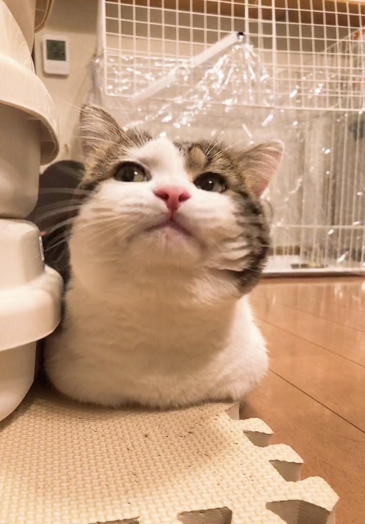 想必網民們都很想有一隻表情豐富,自帶喜感又可愛的貓~無論是樣子還是身材都可以讓人笑出來,每天在家看見他一定很開心!