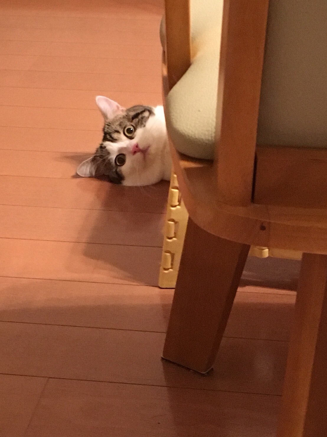 他除了睡覺時樣子頹廢,平日趴在地上,發現主人偷拍他時,也會露出一副厭世的樣子!